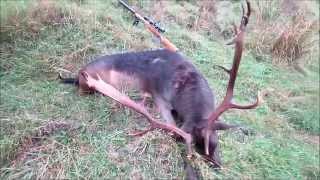 HUGE FALLOW BUCK HUNTING [upl. by Sivek]