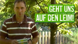 Leimringe an Obstbäumen anbringen  Der Grüne Tipp kompakt [upl. by Aliek732]