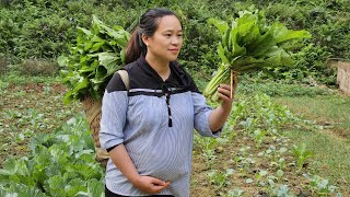 A Day Of Harvesting Ginger amp Green Vegetables In The Garden Goes to market sell  Lý Thị Ca [upl. by Oile]