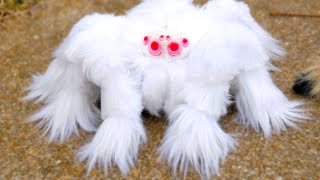 20 Most Dangerous Spiders In The World [upl. by Yeldua]