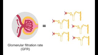 Estimating glomerular filtration rate GFR [upl. by Akcimahs]