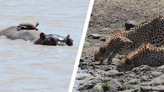 A Terrapin Riding a Hippos Back VS Two Cheetah [upl. by Salot]