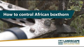 How to control African Boxthorn [upl. by Rhynd]