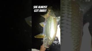 What Its Like Fly Fishing for Tarpon in the Dark fishing shortvideo flyfishing fishingvideo [upl. by Marigolde796]