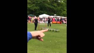 HampM dog display at calderstones park at bark in the park [upl. by Neerual]