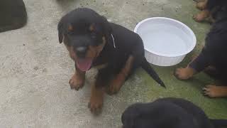 Filhotes de Rottweiler com 40 dias [upl. by Llennahs]