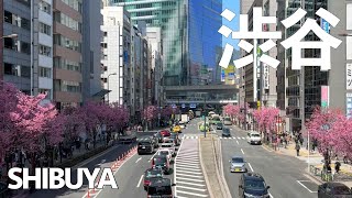 渋谷  Shibuya Meiji Cherry Blossoms  Wabisabi Walks [upl. by Placidia]