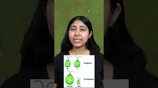 Isogamous And Anisogamous  Definition amp Examples  Algae Examples  Class11  Biology  Adhyayanta [upl. by Cas548]