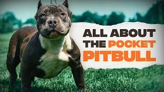 Pocket Pitbull Everything You Need To Know [upl. by Aitnahc654]