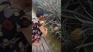 The process of finding ripe pineapples [upl. by Herzen]