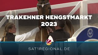 Trakehner Hengstmarkt 2023 Die besten Hengste werden gekört [upl. by Reviel]