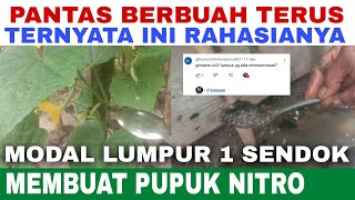 CUKUP 1 SENDOK LUMPUR‼️TANAH GEMBUR TANAMAN SUBUR SEMUDAH INILOH MEMBUAT NITROBAKTER  NITROSOMONAS [upl. by Reddin]