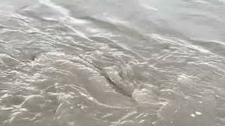 Tidal whirlpools on the Solway Firth at Port Carlisle November 2024  ambient nature sounds [upl. by Leirua]