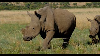 Trio of Rhino rhinoceros [upl. by Aninahs496]