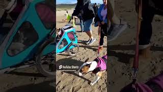 English Bull Terriers on the beach Perranporth Cornwall England [upl. by Ahsikit]