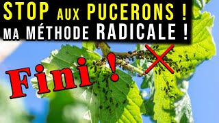 Éliminer les PUCERONS  Méthode Naturelle et RADICALE [upl. by Riannon]