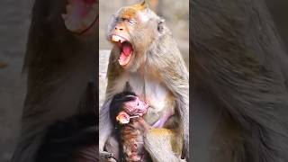 Mama feeding her baby 😱 Sakura shorts youtubeshorts viralvideo babymonkybabymonky [upl. by Sylas387]