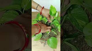 How to grow Pothos cuttings in a basket and after results goldenmoneyplant pothospropagation [upl. by Valry621]