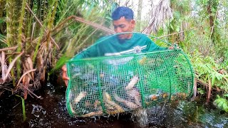 bubu kembali dipenuhi dengan ikan keli limbat eps249 [upl. by Dov]