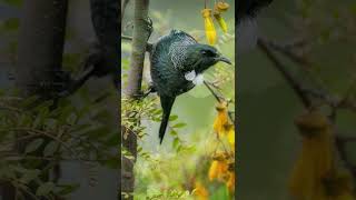 The Tūī Bird Song of New Zealand 🎶🐦 shorts [upl. by Laynad]