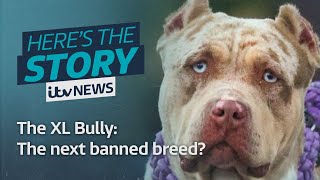 The XL Bully The next dogs to become a banned breed  ITV News [upl. by Ajed]