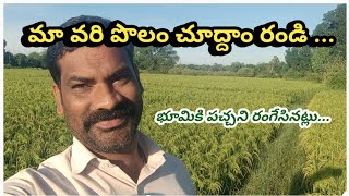 మా వరి పొలం చూద్దాం రండి  RNR 15048 Paddy in 2024  Kadanagallu YouTube Channel [upl. by Loomis233]