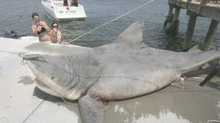 The 9 Biggest Sharks Ever Caught [upl. by Neerac793]