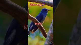 Cuckoo Song 🎵 birds relaxingsounds birdspecies nature bird [upl. by Qirat]