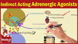 Pharmacology ANS 16 Indirect Acting Adrenergic Agonists Amphetamine  Cocaine  Pseudoephedrine [upl. by Yssenhguahs526]