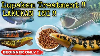 Untuk Pemula Yang Paling Anu Dalam Dunia ikan Channa [upl. by Friedrich290]