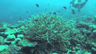 Fiji Diving 2013 at Namale Resort [upl. by Carmelle]