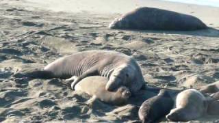 Elephant Seal [upl. by Lesna690]