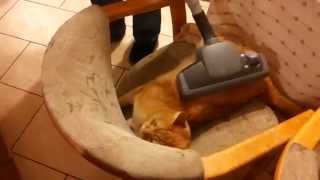 Odkurzanie kota  Vacuum cleaner and a cat [upl. by Anayad796]