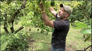 How Long Until My Avocado Tree Produces Fruit [upl. by Ferrell]