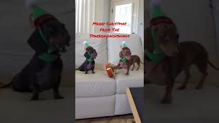 Merry Christmas dachshunds starboxdachshunds wienerdog fun doxie puppy [upl. by Harts604]