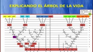 Explicando El árbol de la vida de Darwin [upl. by Tigram605]