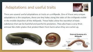 BIO 112 Lab 7 protostome video millipedes [upl. by Gladis]