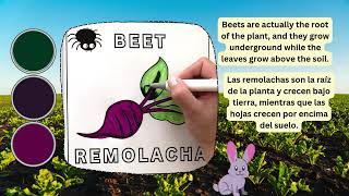 How to Color a Beet Fun Fact  Como Colorear una Remolacha ¡Datos Divertidos educationalvideo [upl. by Cheffetz]