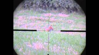 foxing with snipercam 3 [upl. by Aikal]