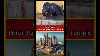 Perur Pateeswarar Kalyani Elephant  Pateeswarar Temple  Tiruchendur Temple Elephant  shorts [upl. by Narik]