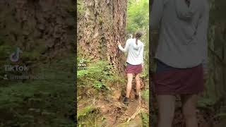 Forest Bathing in the Quinault Rainforest 🥰🍃🌲 forestbathing forestwisdom earthawakening shorts [upl. by Eentroc]