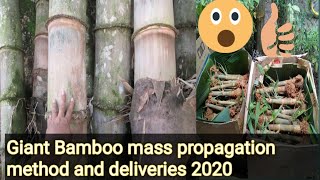 Giant Bamboo Dendrocalamus Asper mass propagation update2020 [upl. by Notsob]