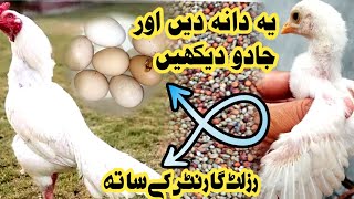 How to Increase Eggs Production and Chicks Size  shehrmainگاؤں petsvlog hen murgipalan [upl. by Nwahsd85]