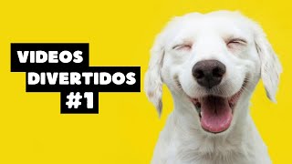 Videos de PERROS DIVERTIDOS 😂 PARTE 1 [upl. by Grania]