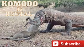 Komodo Dragon Cruelly Swallowed Monkey Alive [upl. by Ibloc373]