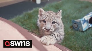 These cheeky snow leopard cubs will melt your heart  SWNS [upl. by Sorcim]