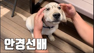 리트리버 안경 폼 미쳤다 ❤️ 안경 선배가 된 리트리버 올리  retriever puppy wears glasses 유기견입양 [upl. by Lotsirhc]