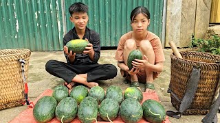 Homeless boy and poor girl harvest watermelons to sell to save money to buy house materials [upl. by Keeley]