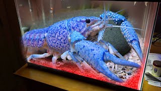 New Giant BLUE LOBSTER For My Aquarium [upl. by Pippas]