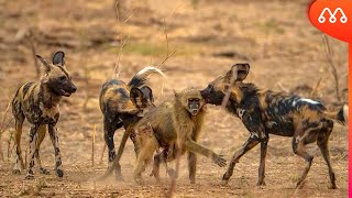 CÃES SELVAGENS PEGAM BABUINO DE JEITO [upl. by Aikin]